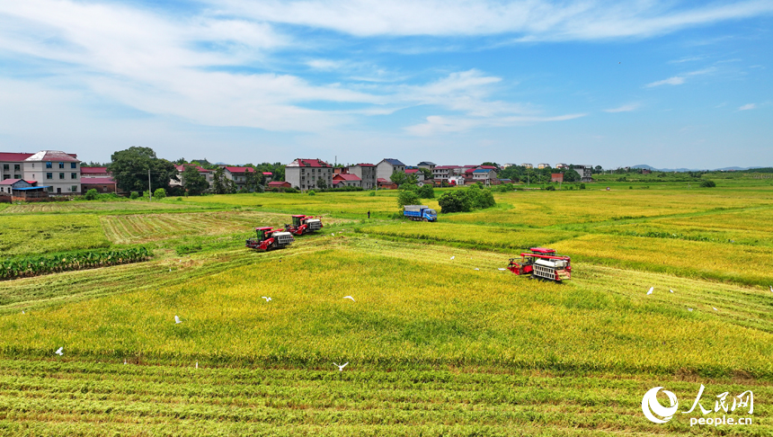 抚州市东乡区珀玕乡莲塘村，大型收割机在田间来回收割作业，将成熟的早稻归仓入库。人民网 朱海鹏摄