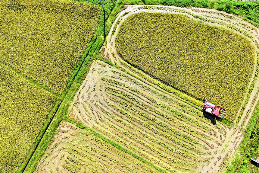 农户们驾驶农机在田间来回穿梭收割早稻。尹其奇摄