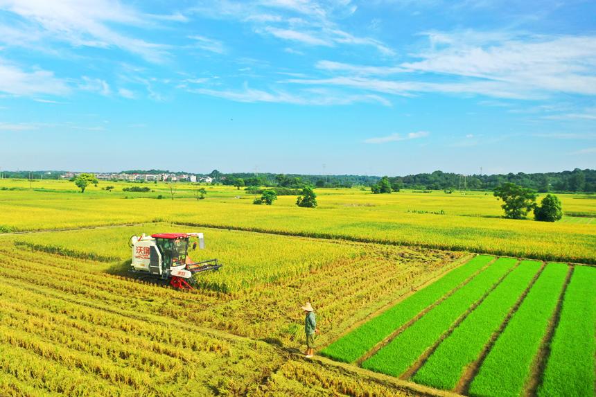上高县新界埠镇洲上村村民在收割早稻。陈旗海摄