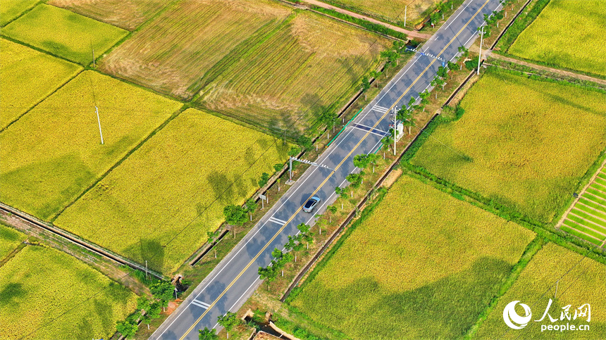 撫州市東鄉區黎圩鎮潭江村，車輛從高標准農田旁穿過，沿途稻谷金黃，“豐”景如畫。人民網 朱海鵬攝