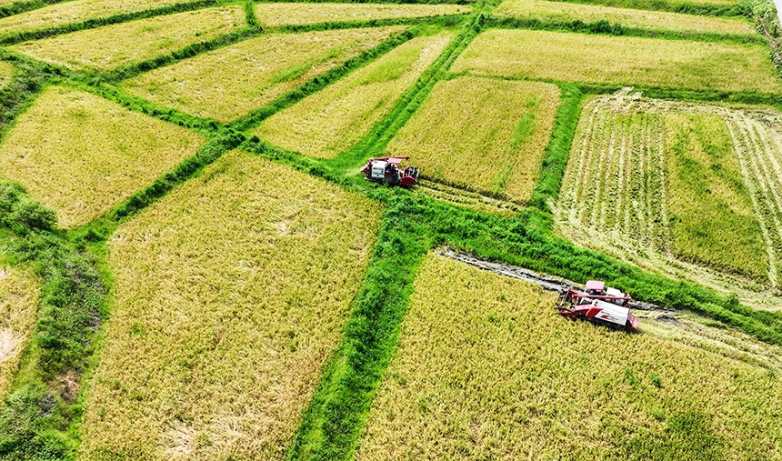 農機手正駕駛收割機在稻田中穿梭搶收。李桂東攝