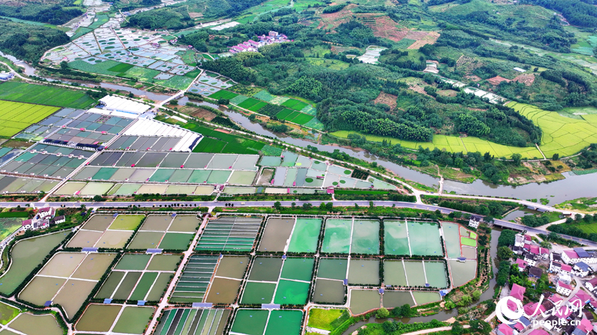 撫州市南豐縣太和鎮的甲魚養殖塘星羅棋布，色彩斑斕，如同大地調色盤。人民網 朱海鵬攝