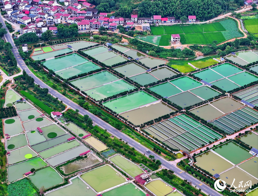 撫州市南豐縣太和鎮的甲魚養殖塘星羅棋布，色彩斑斕，如同大地調色盤。人民網 朱海鵬攝