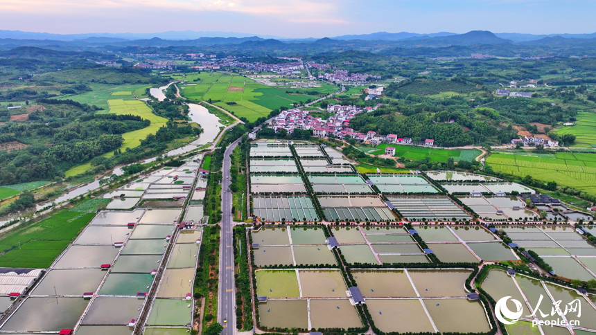 撫州市南豐縣太和鎮的甲魚養殖塘星羅棋布，色彩斑斕，如同大地調色盤。人民網 朱海鵬攝