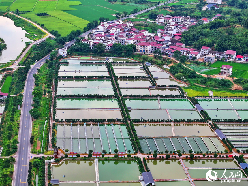 撫州市南豐縣太和鎮的甲魚養殖塘星羅棋布，色彩斑斕，如同大地調色盤。人民網 朱海鵬攝