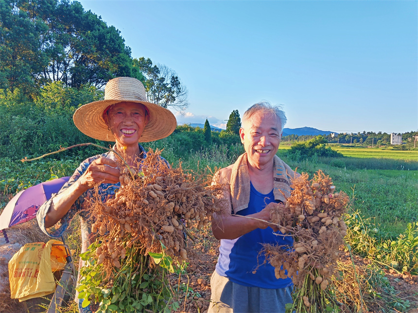 花生喜豐收，農民笑開顏。