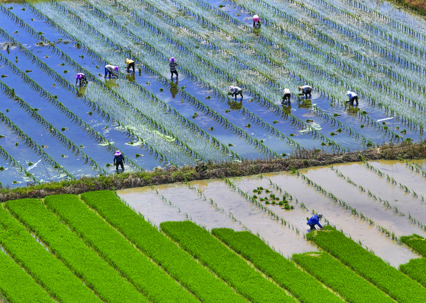 2024年7月19日，江西省抚州市南丰县洽湾镇上店村水稻制种基地上，村民在抢插水稻制种秧苗。谢东摄
