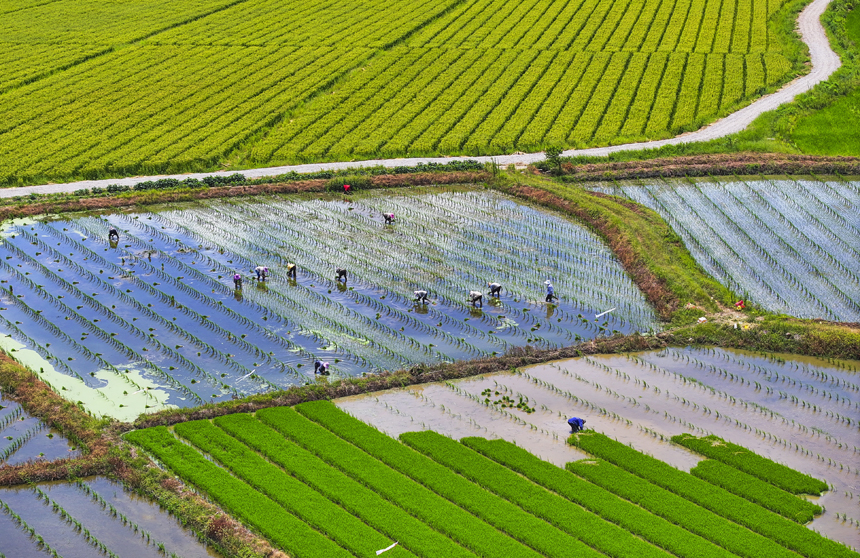 2024年7月19日，江西省抚州市南丰县洽湾镇上店村水稻制种基地上，村民在抢插水稻制种秧苗。谢东摄