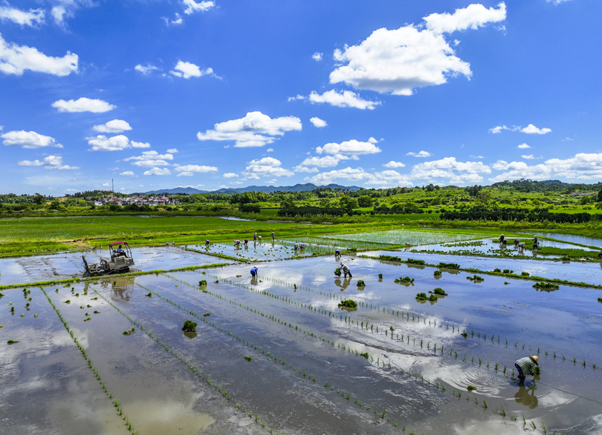 近日，江西省抚州市南丰县桑田镇古城村，村民正在移栽晚稻秧苗，田间一片忙碌景象。谢东摄