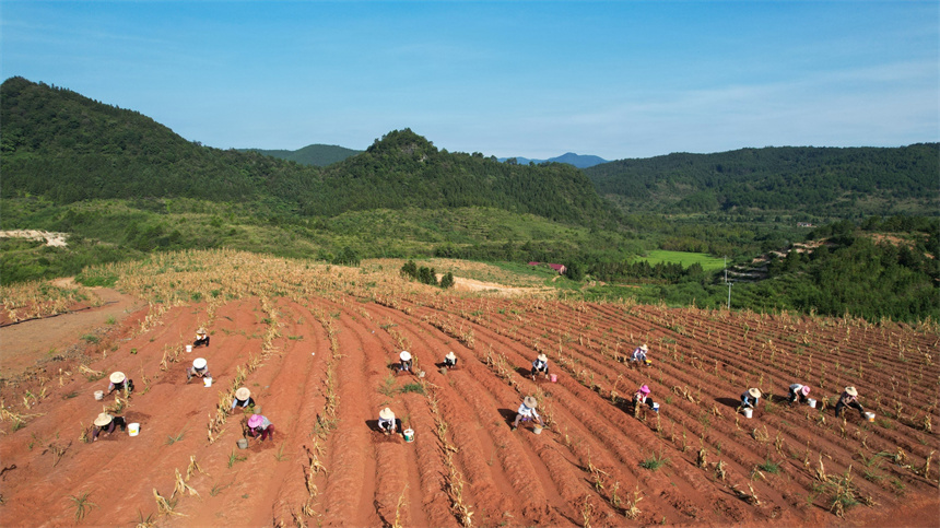 村民正在採收太子參。