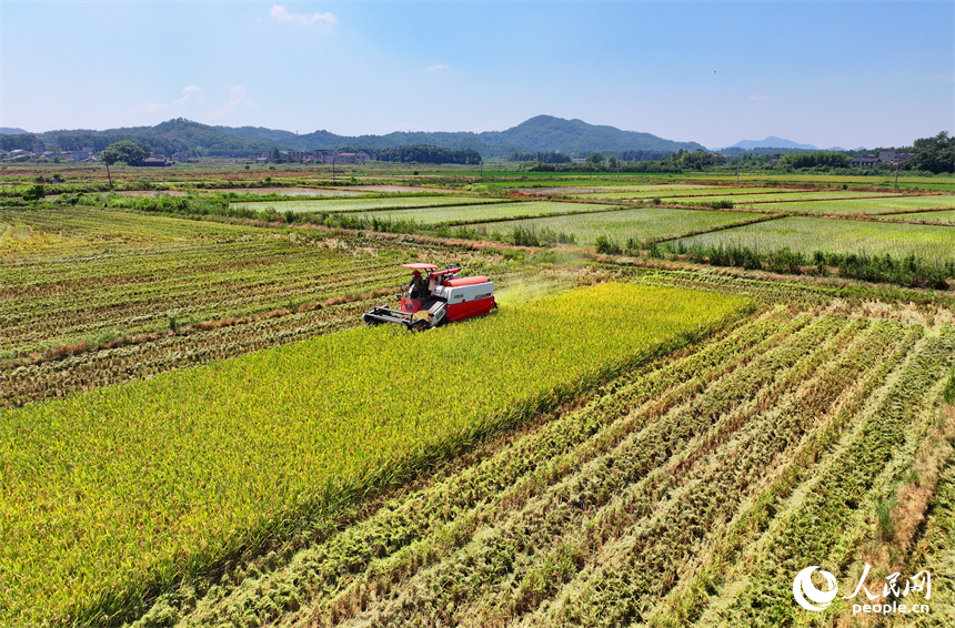 農機手駕駛收割機忙著收割剩余成熟的早稻。人民網 朱海鵬攝