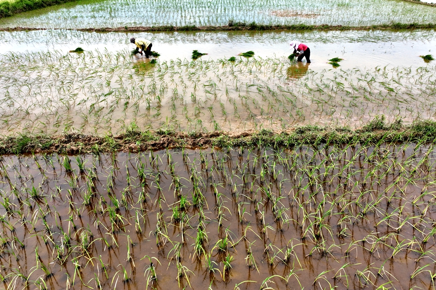 当地农民冒酷暑在栽种水稻秧苗。何江华摄