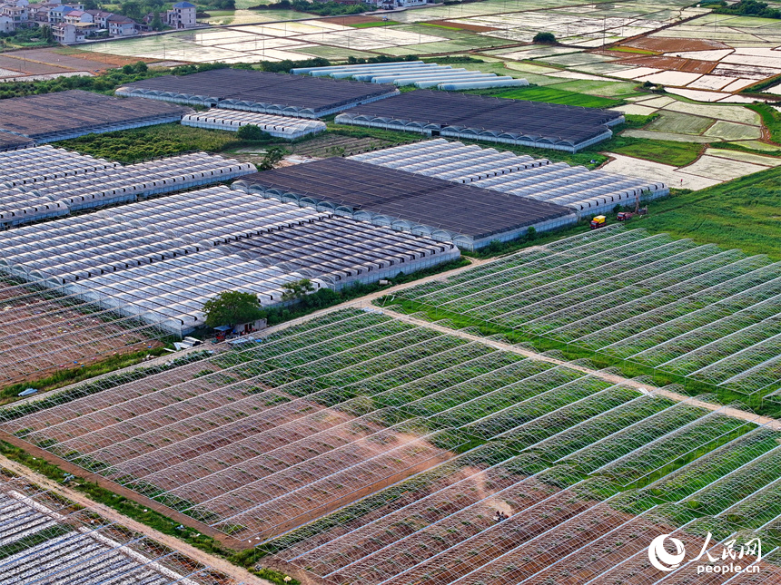 抚州市金溪县浒湾镇中洲村，村民在翻耕蔬菜种植基地土壤，为下一步施肥、覆膜和栽种蔬菜做准备。人民网 朱海鹏摄