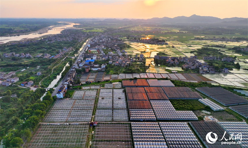 撫州市金溪縣滸灣鎮中洲村，一座座輕鋼結構的蔬菜大棚連片分布，錯落有致。人民網 朱海鵬