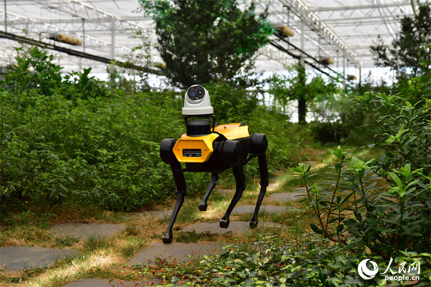 元宇宙·VR数字农业示范基地内，一台机器狗正在太空育种中草药繁育基地内“巡逻”。人民网记者 时雨摄