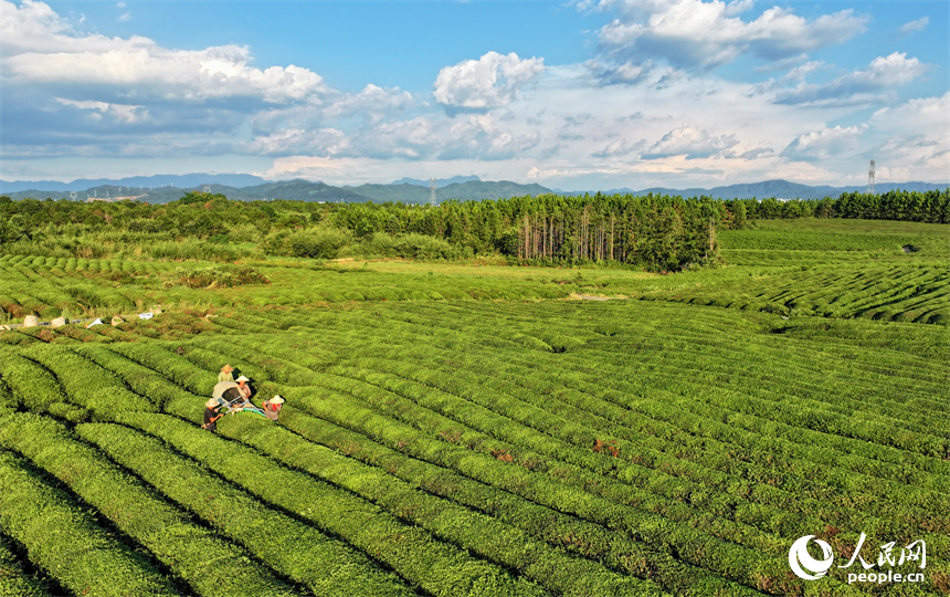 抚州市金溪县华侨管理区，茶农在邓家瑶茶场采茶。人民网 朱海鹏摄