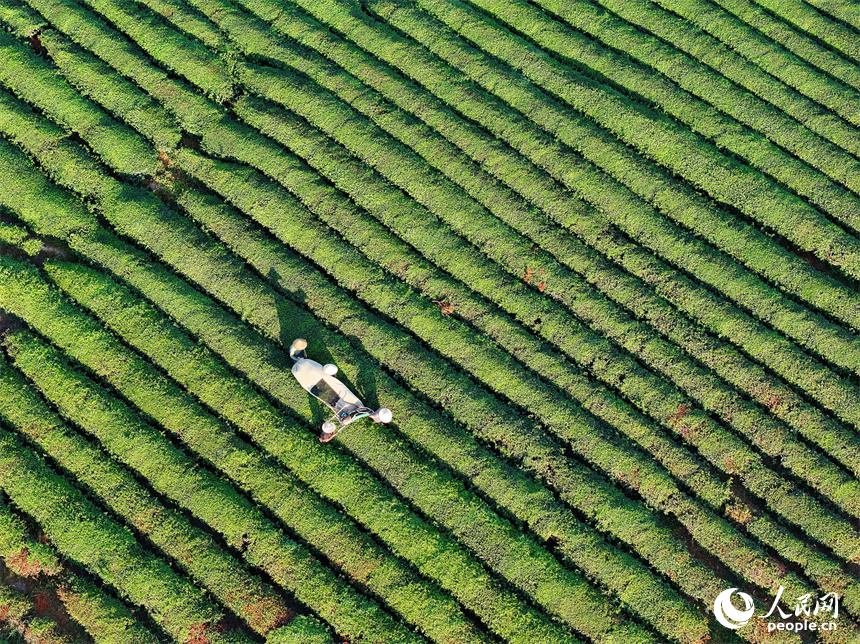 抚州市金溪县华侨管理区，茶农在邓家瑶茶场采茶。人民网 朱海鹏摄