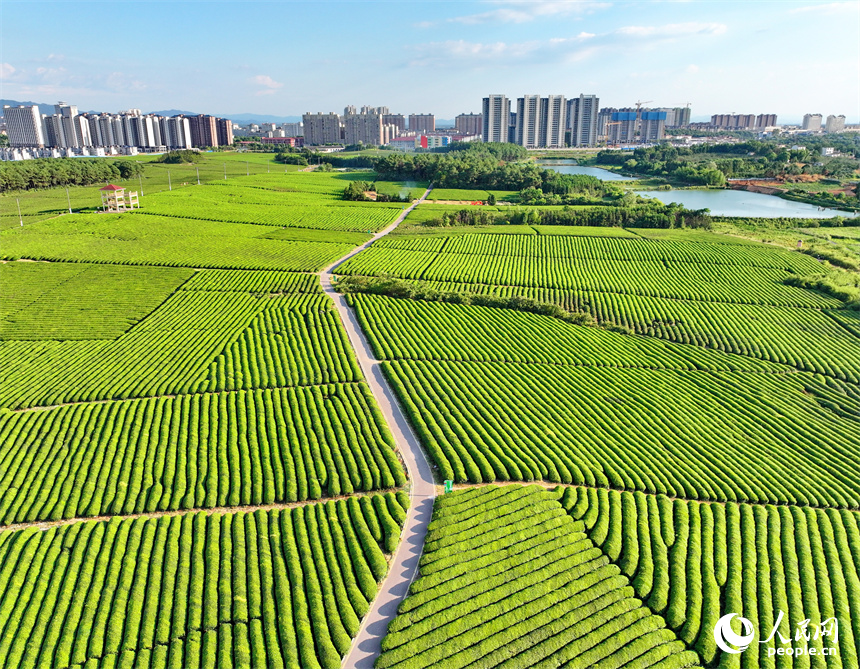 抚州市金溪县华侨管理区邓家瑶茶场，一簇簇茶树连线成面，与远处的建筑、绿树、园路相映成景。人民网 朱海鹏摄