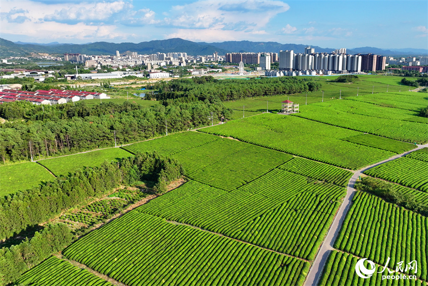 抚州市金溪县华侨管理区邓家瑶茶场，一簇簇茶树连线成面，与远处的建筑、绿树、园路相映成景。人民网 朱海鹏摄