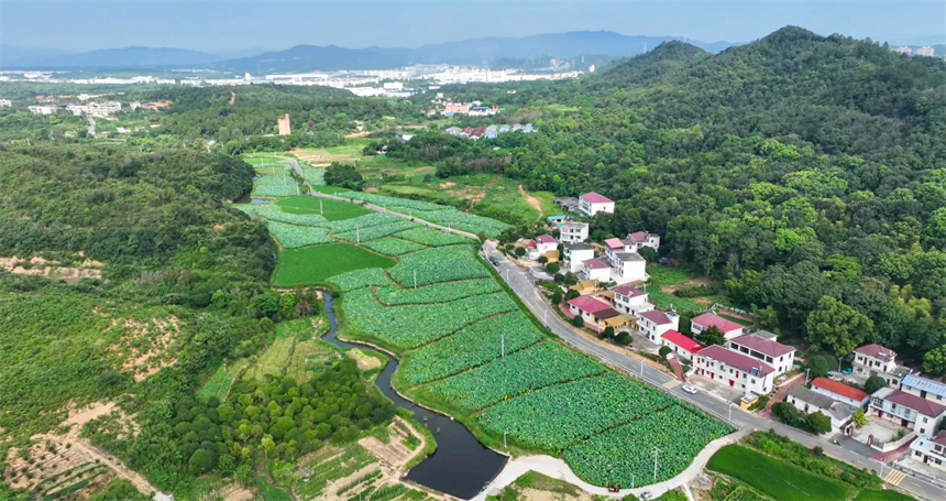 航拍镜头下的共青城市甘露镇前山村80余亩荷田。潘成摄