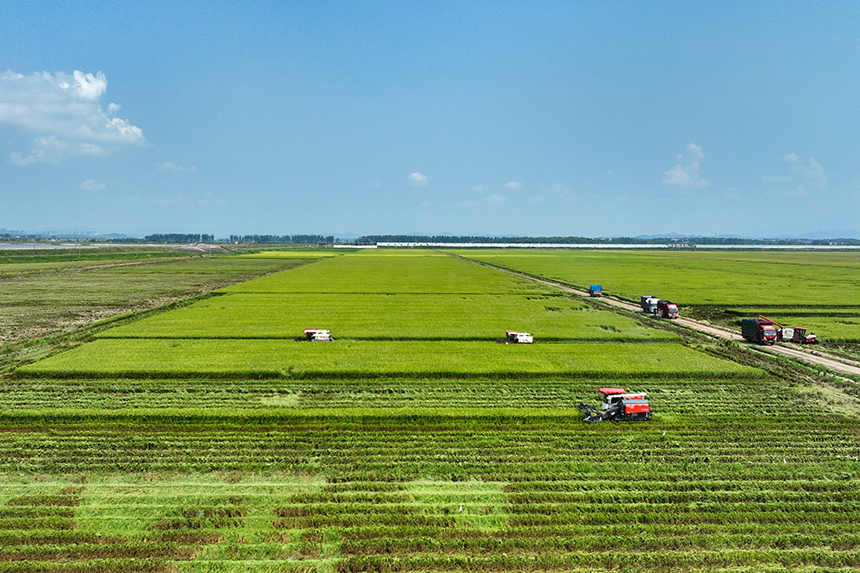 當地種植戶搶抓農時，開鐮收割。潘成攝