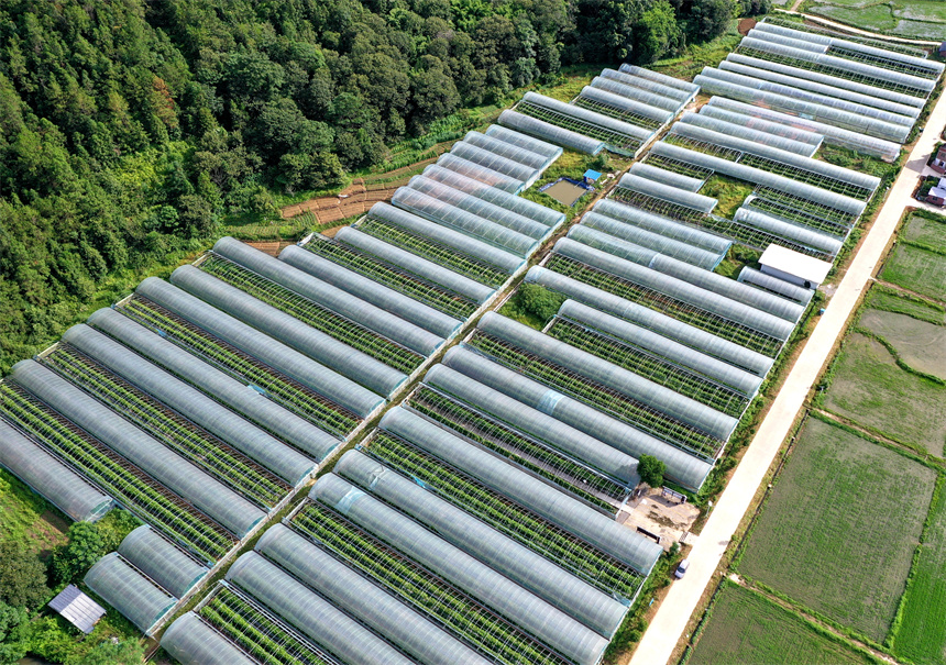 航拍下的江西省赣州市全南县金龙镇木金村百香果种植基地。尹其奇摄