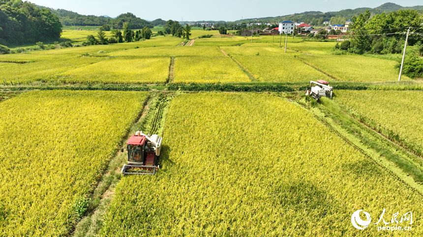 九江市彭泽县杨梓镇田丰村高标准农田种植基地，农机手驾驶收割机在收割再生稻。人民网 朱海鹏摄