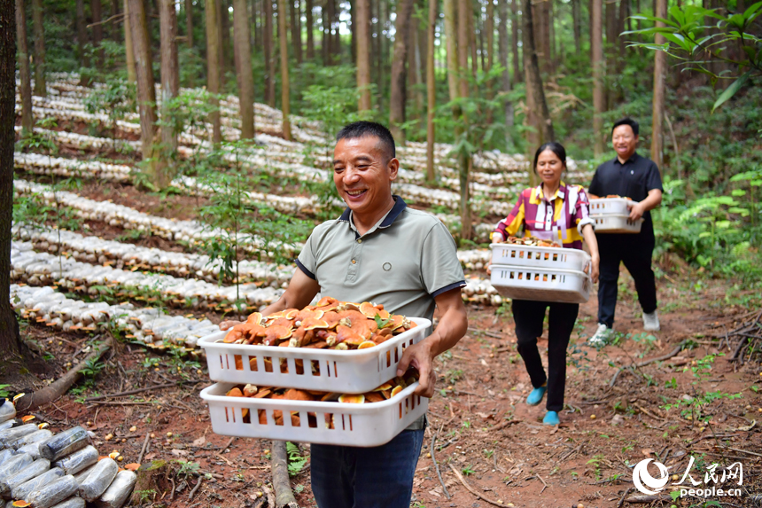 村民正在搬運採摘的樟芝。人民網記者 時雨攝