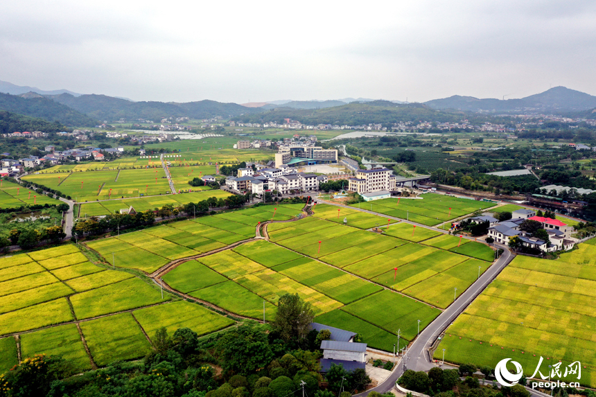 水稻制种基地内沟渠纵横，千余亩稻田里众多杂交制种水稻品种进入成熟期。人民网记者 时雨摄