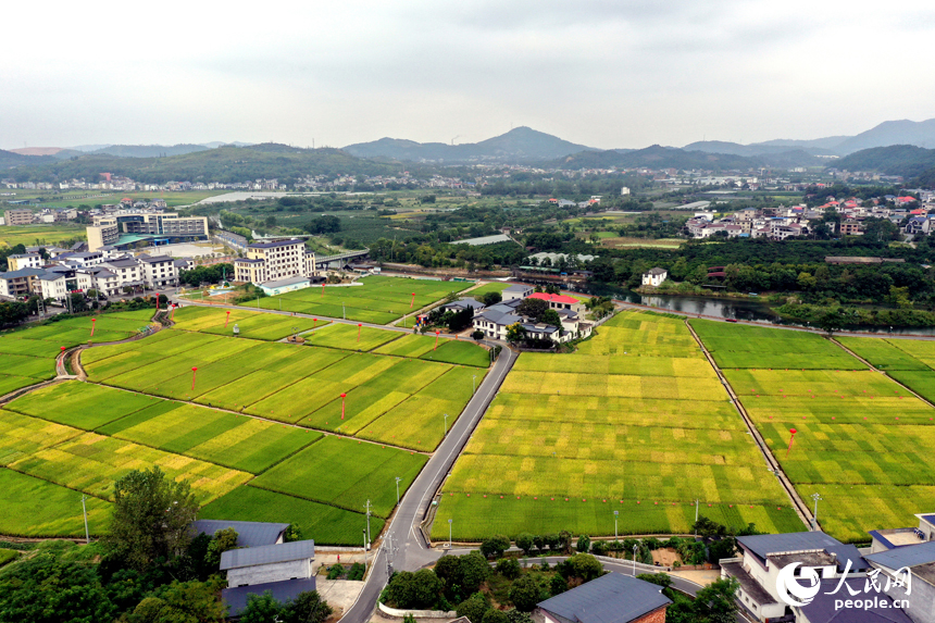 水稻制種基地內溝渠縱橫，千余畝稻田裡眾多雜交制種水稻品種進入成熟期。人民網記者 時雨攝