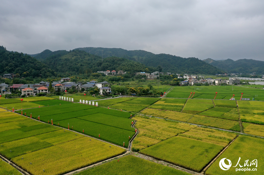 江西萍乡：制种基地 丰收在望