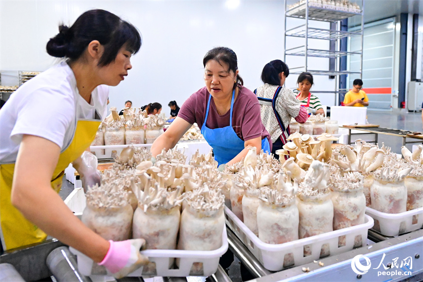 安遠縣的一家現代農業有限公司食用菌生產基地，工人在加緊分揀食用菌。人民網 朱海鵬攝