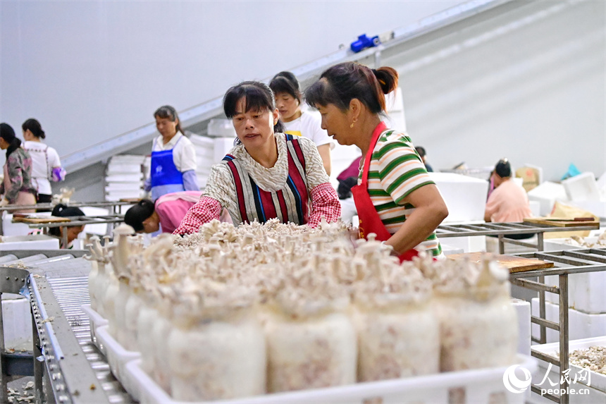 安遠縣的一家現代農業有限公司食用菌生產基地，工人在加緊分揀食用菌。人民網 朱海鵬攝