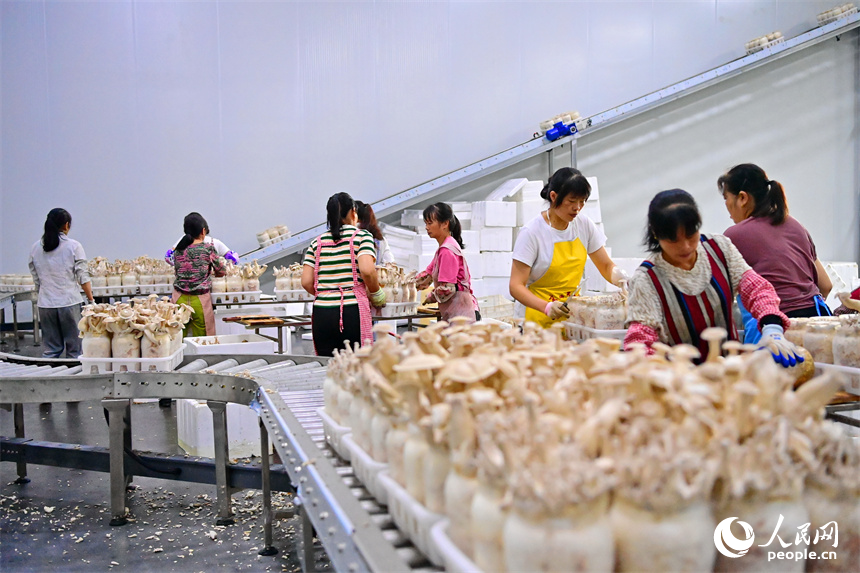 安遠縣的一家現代農業有限公司食用菌生產基地，工人在加緊分揀食用菌。人民網 朱海鵬攝