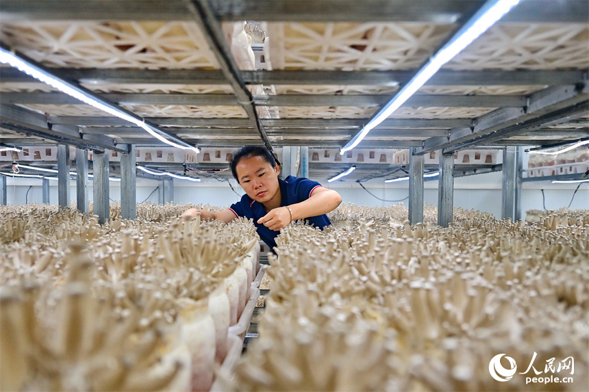 安遠縣的一家現代農業有限公司食用菌生產基地，工人在加緊分揀食用菌。人民網 朱海鵬攝