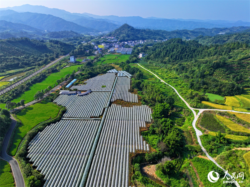 赣州市安远县三百山镇符山村，仲秋时节的乡村大地如同一幅画。人民网 朱海鹏摄