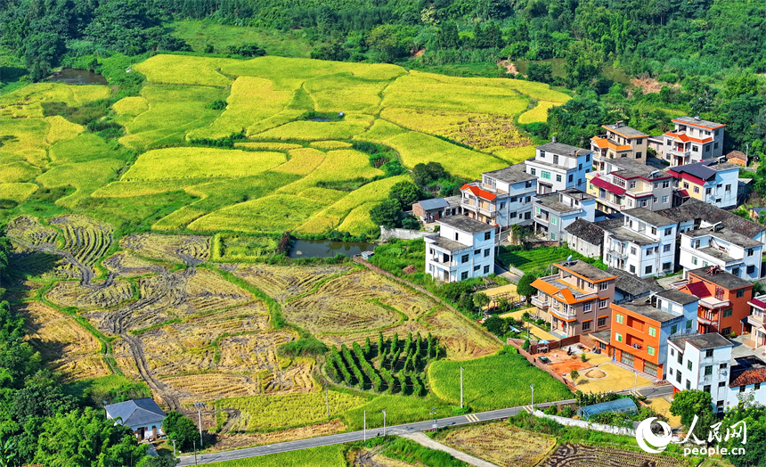 赣州市安远县三百山镇咀下村，金色稻田与民居相互映衬，一幅和美乡村的丰收画卷徐徐展开。人民网 朱海鹏摄