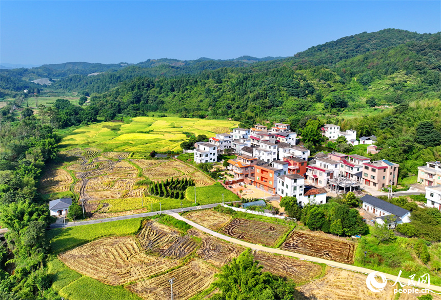 赣州市安远县三百山镇咀下村，金色稻田与民居相互映衬，一幅和美乡村的丰收画卷徐徐展开。人民网 朱海鹏摄