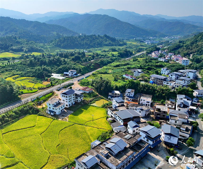 赣州市安远县三百山镇咀下村，金色稻田与民居相互映衬，一幅和美乡村的丰收画卷徐徐展开。人民网 朱海鹏摄