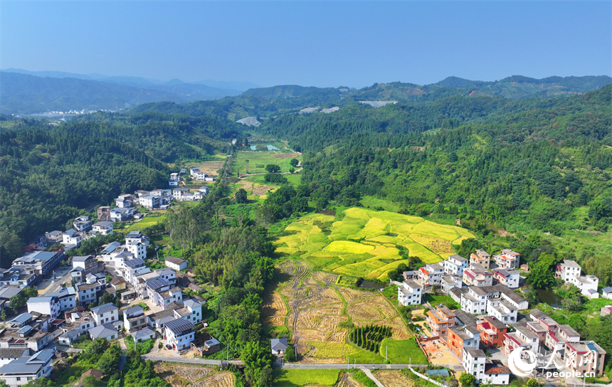 赣州市安远县三百山镇咀下村，金色稻田与民居相互映衬，一幅和美乡村的丰收画卷徐徐展开。人民网 朱海鹏摄