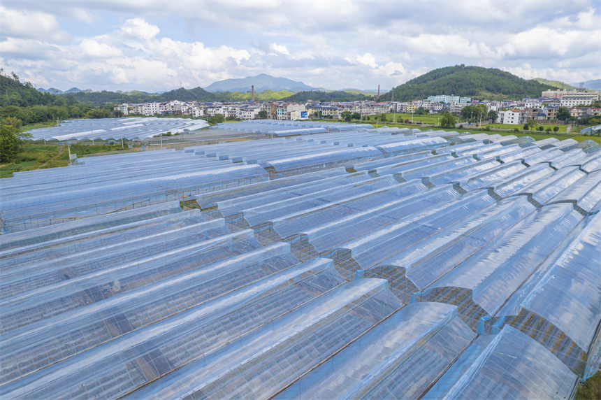 江西省信丰县大桥镇青光村种植示范基地。刘荣东摄