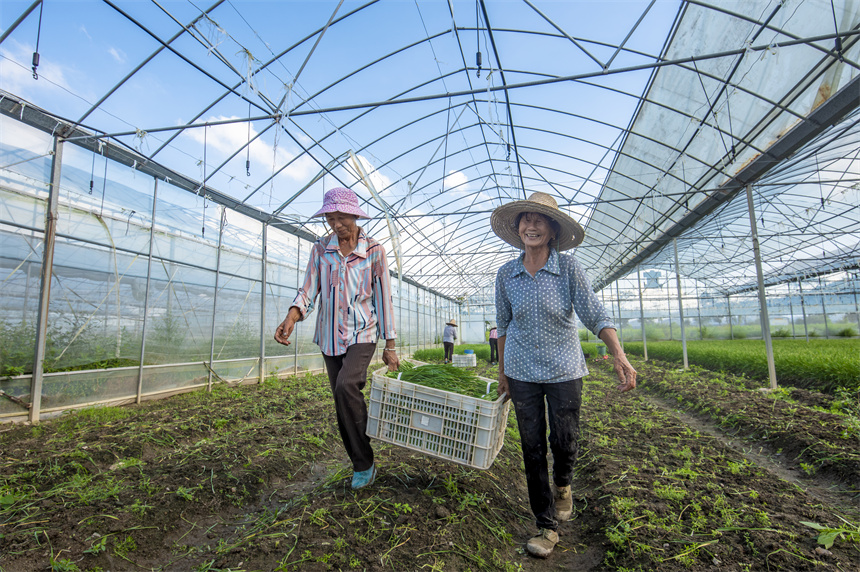 信丰县大桥镇青光村种植示范基地的韭菜迎来丰收。