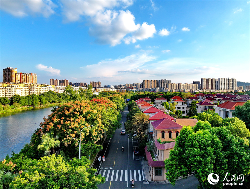 赣州市南康区城区秋意渐浓，章水河畔金赣大道两旁的栾树枝头绽放金黄色花朵，成为秋日里的一道靓丽风景线。人民网 朱海鹏摄