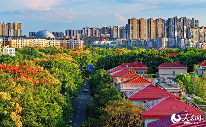 赣州市南康区城区秋意渐浓，章水河畔金赣大道两旁的栾树枝头绽放金黄色花朵，成为秋日里的一道靓丽风景线。人民网 朱海鹏摄