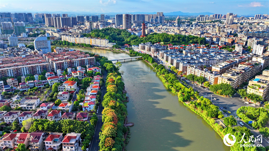 赣州市南康区城区秋意渐浓，章水河畔金赣大道两旁的栾树枝头绽放金黄色花朵，成为秋日里的一道靓丽风景线。人民网 朱海鹏摄