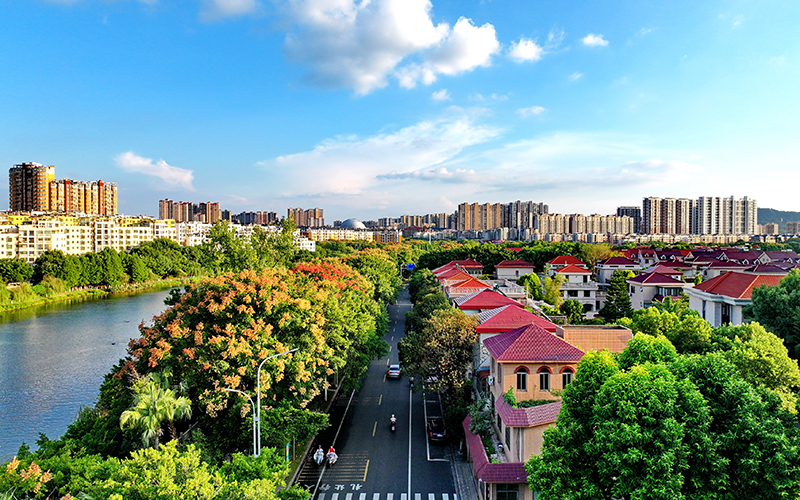 江西赣州南康区：栾树花开 城市景美