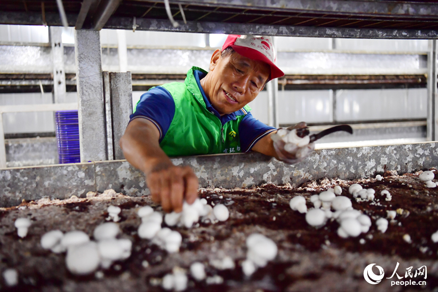 安义县一家种菇企业内，工人正在采菇。人民网记者 时雨摄