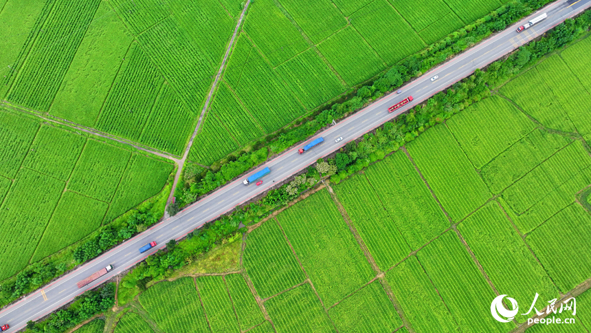 南豐縣白舍鎮白舍村，貨車、汽車往來穿行，筆直的公路與耕地、村庄、遠山相映成趣，景美如畫。人民網 朱海鵬攝