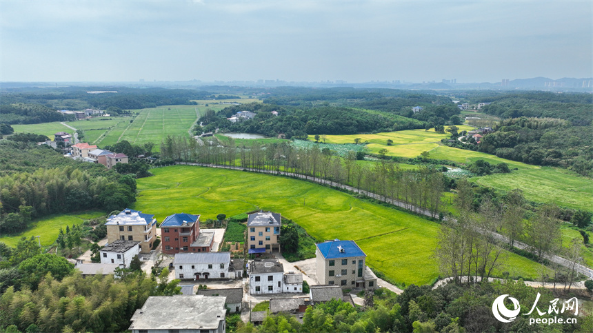 從空中俯瞰江西省共青城市澤泉鄉花園村一派鄉村秋色田園畫卷。潘成攝