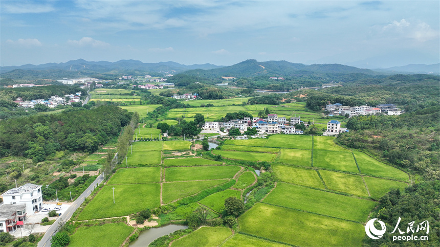 從空中俯瞰江西省共青城市澤泉鄉花園村一派鄉村秋色田園畫卷。潘成攝